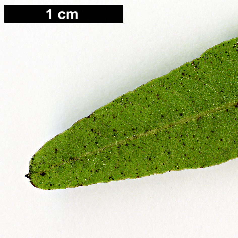 High resolution image: Family: Anacardiaceae - Genus: Rhus - Taxon: lancea